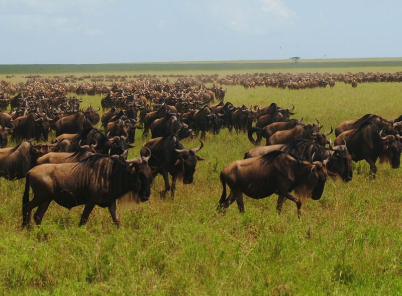 Safari Grote Trek Gnoes