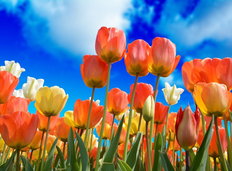 Fietsvakantie langs duinen en tulpen