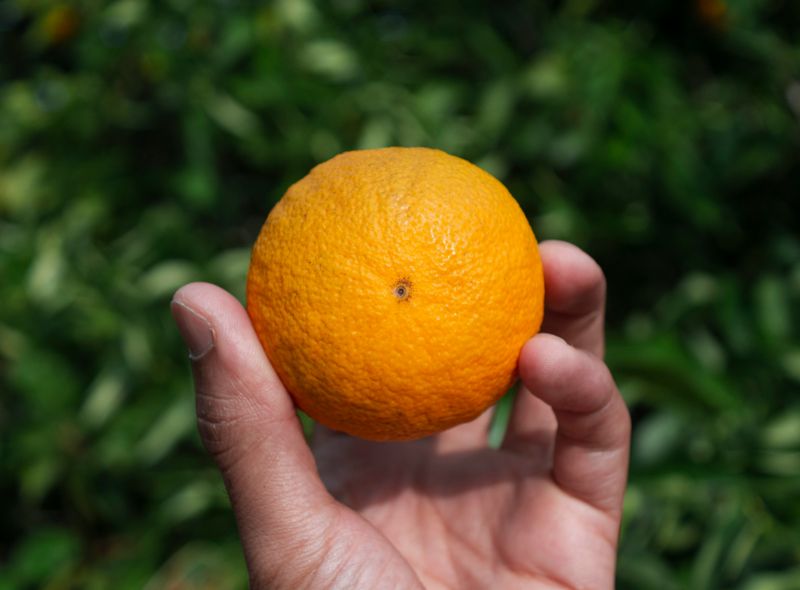 Orange Tasting Experience