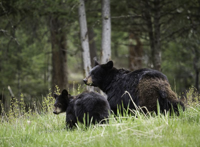Beren Wells Gray Provincial Park British Columbia Canada rondreis westen