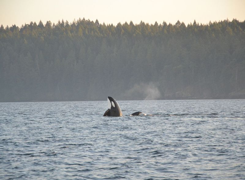 Canada Prince Rupert Port Hardy Inside Passage Orkas selfdrive 
