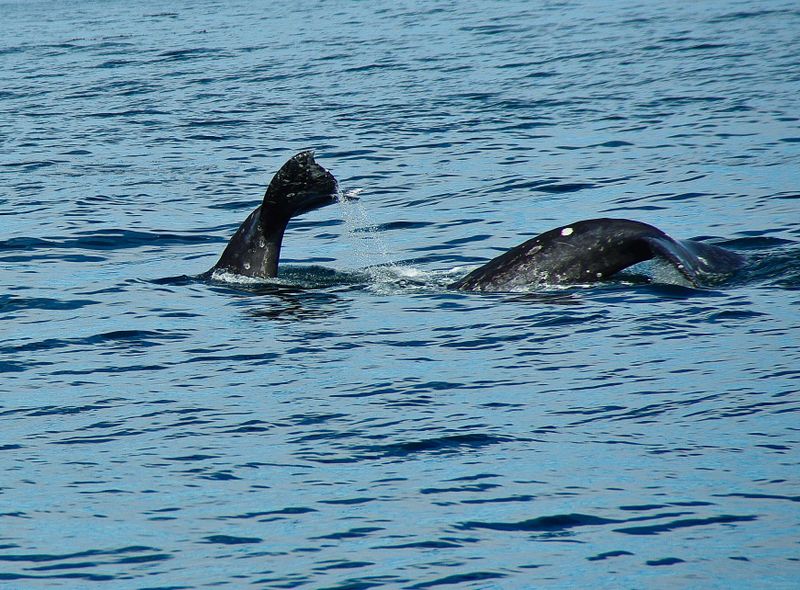 Walvisspotten St Lawrencerivier Quebec Canada roadtrip reis