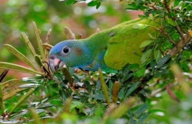 Papegaai Puerto Maldonado Inotawa Lodge Peru junge kleilik La Torre