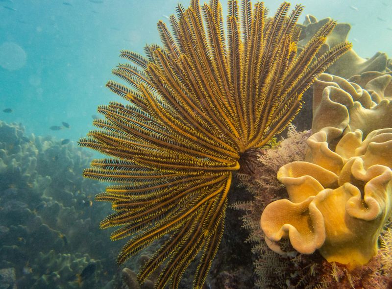 Groepsreis Australië snorkelen