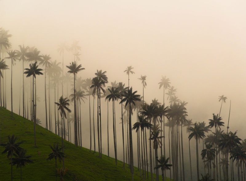 Groepsreis Colombia - Valle de Cocora