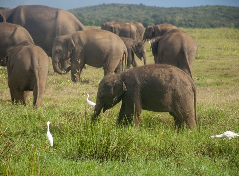 Olifanten Sri Lanka - Marij Lambert