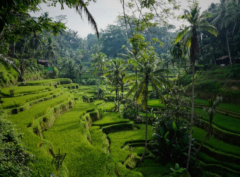 Balinese rijstterassen