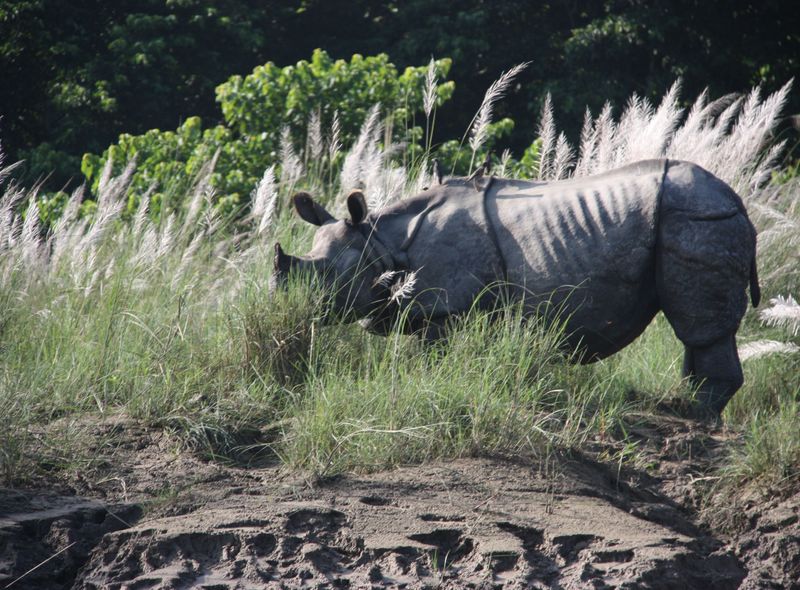 Safari Nepal Bardia