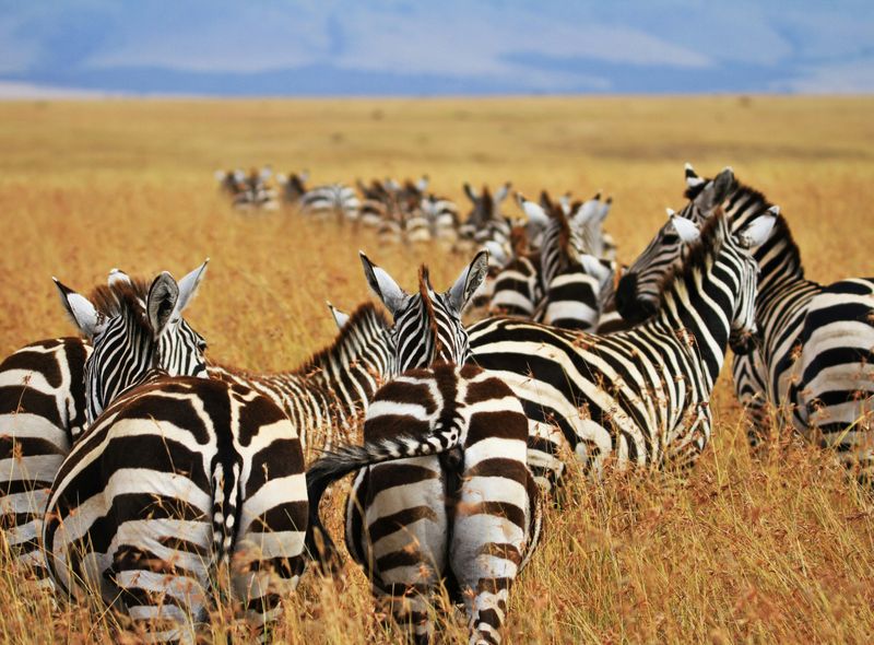 Groepsreis Tanzania en Kenia Great Migration zebra's