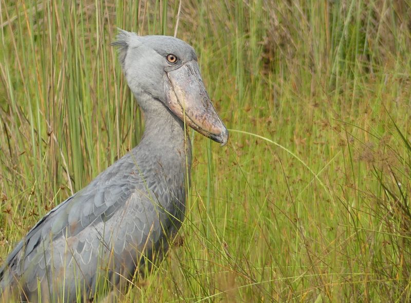 Groepsreis Oeganda schoenbekooievaar