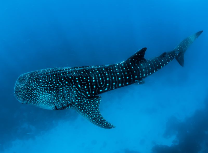 Groepsreis Filippijnen whale sharks in Donsol