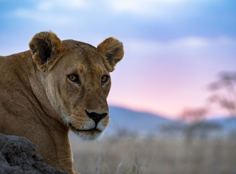 Tanzania Liong King safari serengeti savanne afrika