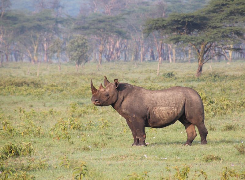 Tanzania safari ngorongoro crater neushoorn