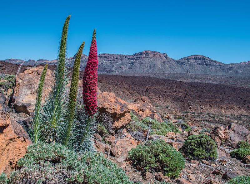 Teide Nationaal Park - Pixabay