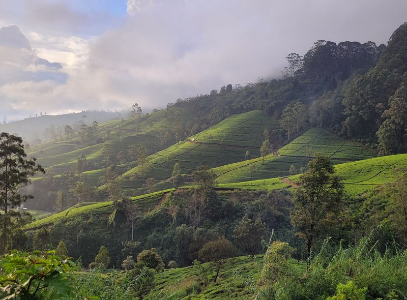 theeplantages groepsreis