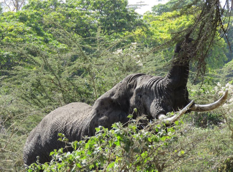 Beklimming Mount Meru Kilimanjaro Tanzania Afrika