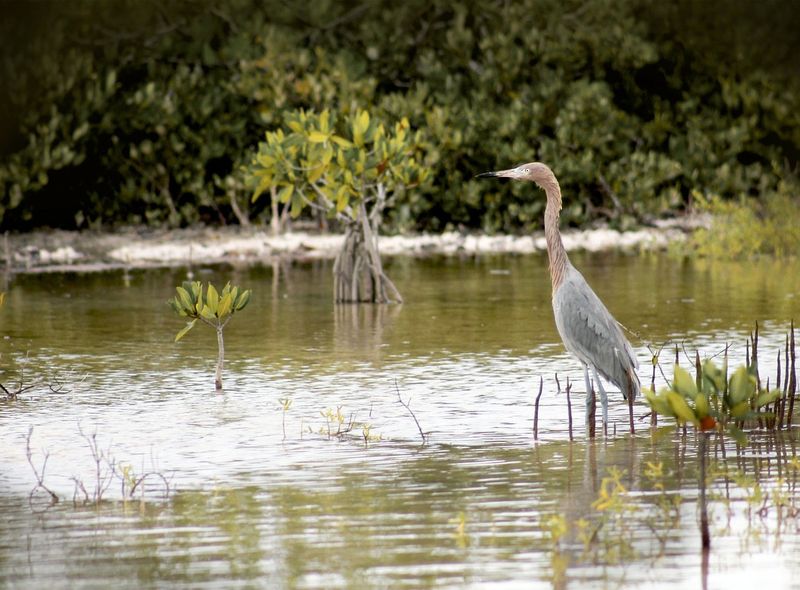 Rio Lagartos - Mexico