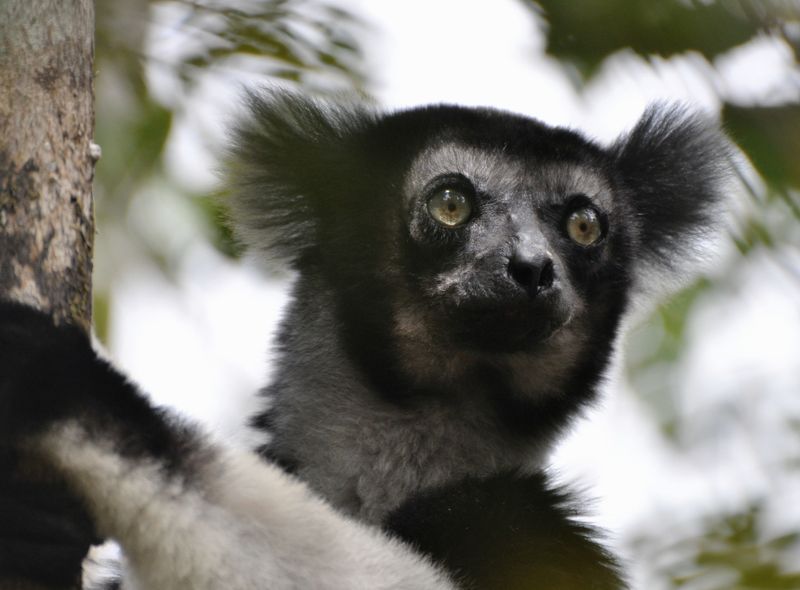 Groepsreis Madagascar indri indri