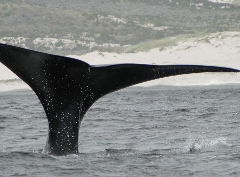 Walvissen