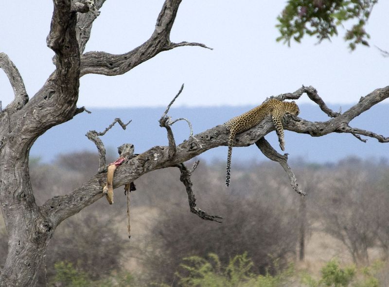 Kruger National Park