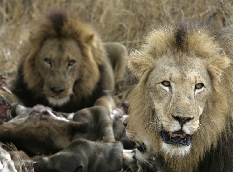 Kruger National Park