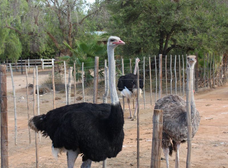 Struisvogels in Oudtshoorn