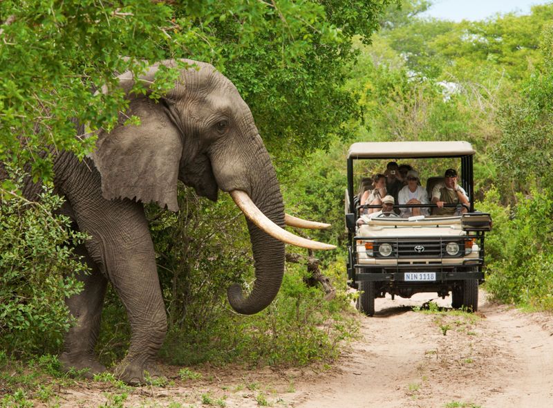 Safari&#039;s in open safari-voertuig in Big Five privé wildpark
