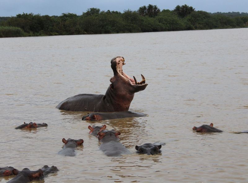 Nijlpaarden spotten op het St Lucia meer