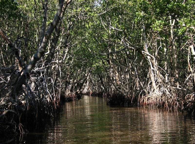Everglades Florida