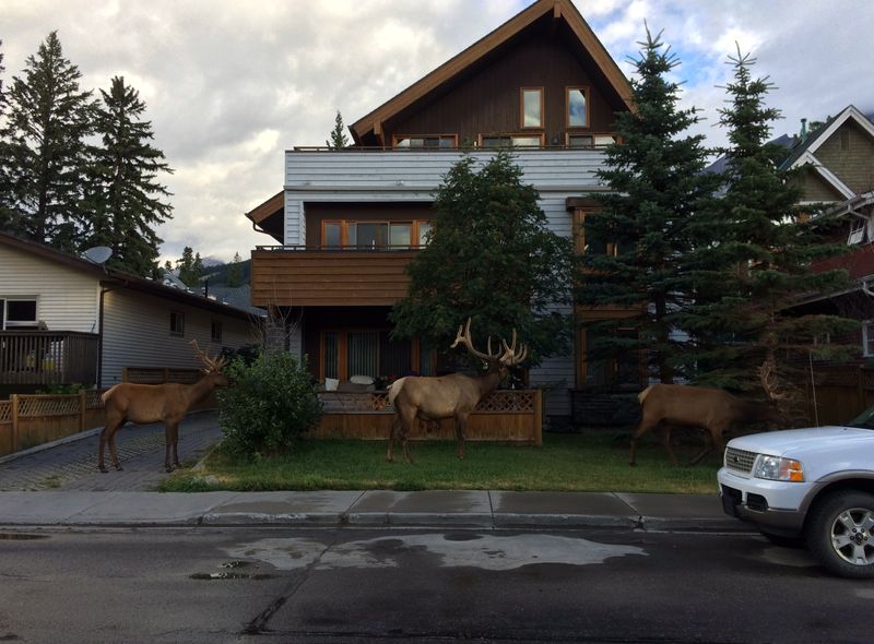 Canada wildlife rendier natuur reindeer