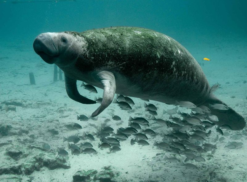 Manatees Florida