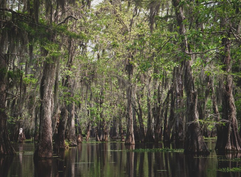 Atchafalaya