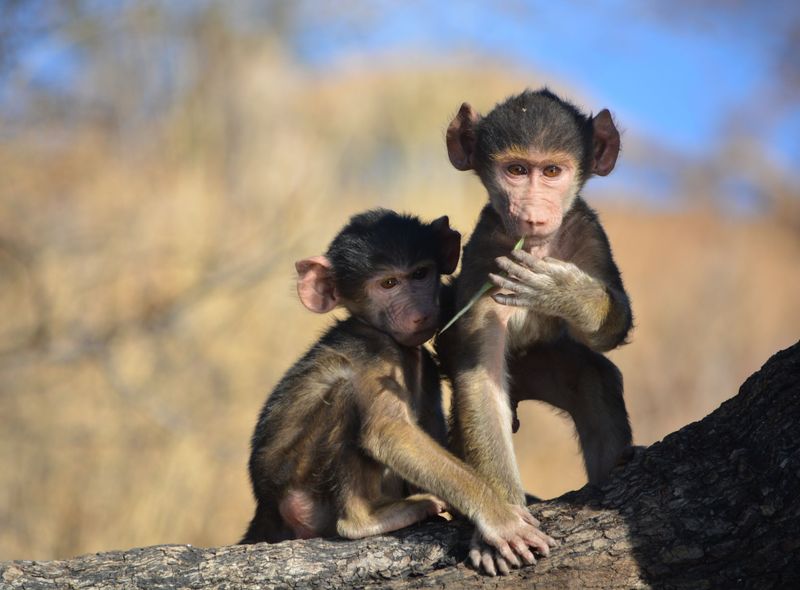 Afrikaanse wildlife apen Botswana Baviaan