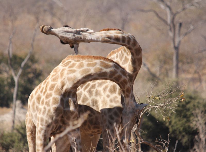 Afrika wildlife safari giraf giraffe Botswana
