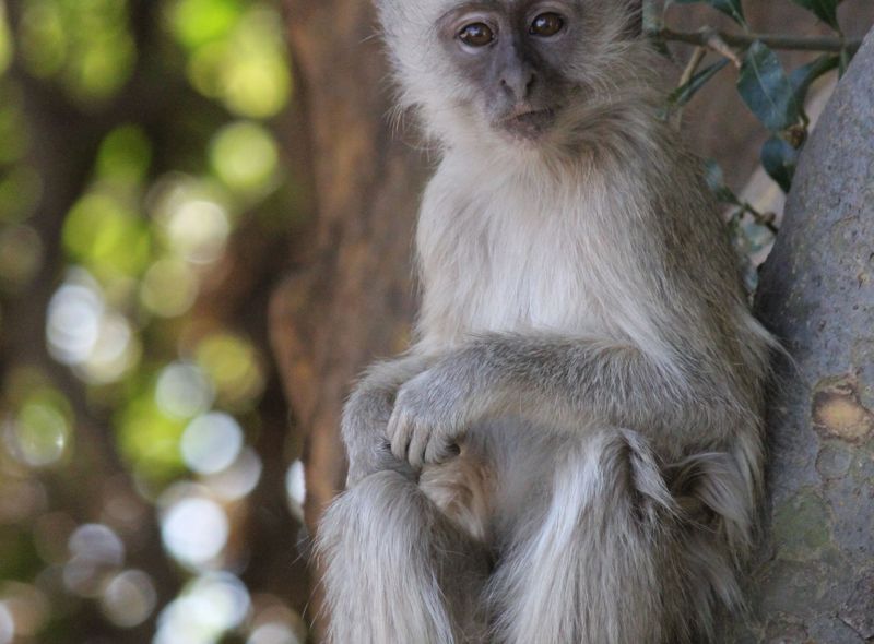 Afrikaanse wildlife apen Botswana vervet