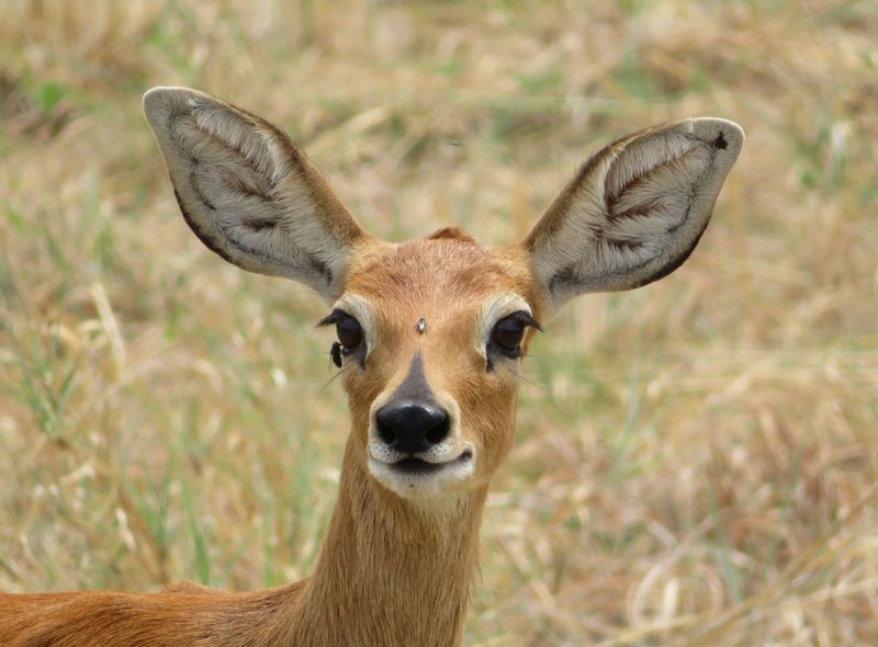 Zuidelijk Afrika wildlife dieren antilopen Botswana