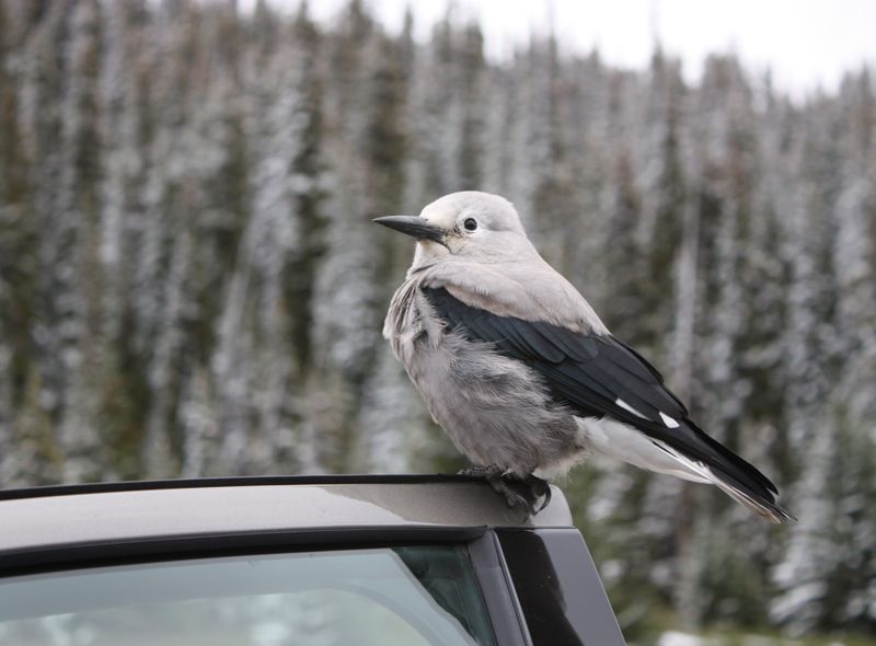 Canada wildlife grijze notenkraker Clark's nutcracker reizen