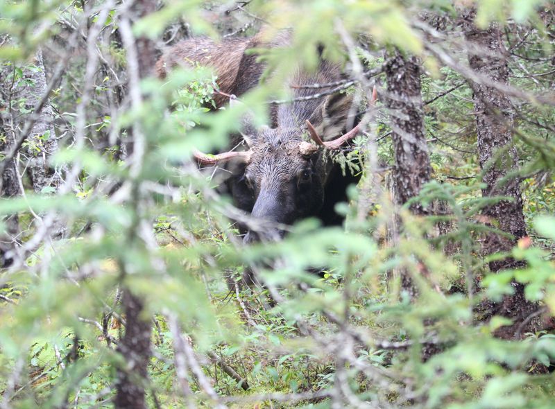 Canada wildlife eland natuur moose