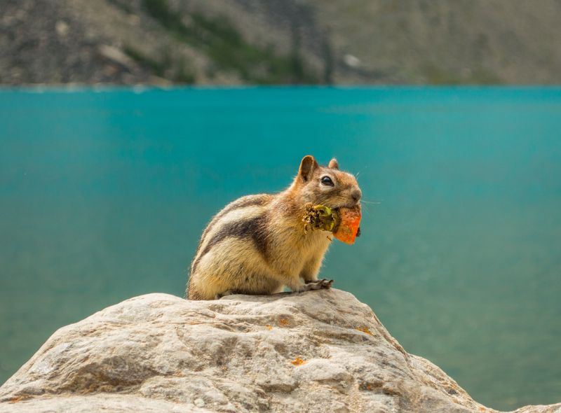 Canada wildlife chipmunk Lake Louise