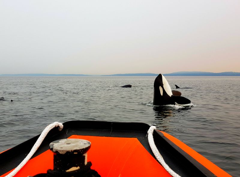 Canada wildlife killer whale natuur orka orca