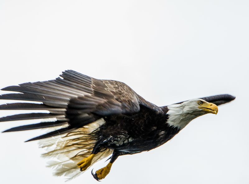 Canada wildlife arend Prince Rupert natuur fauna