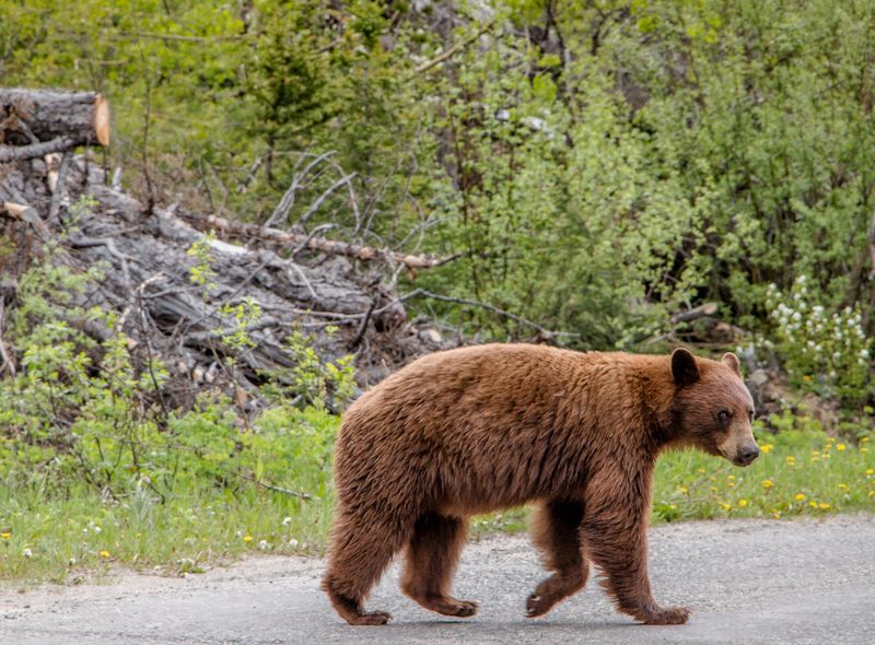 Canada wildlife beer dieren Wateron Lakes National Park