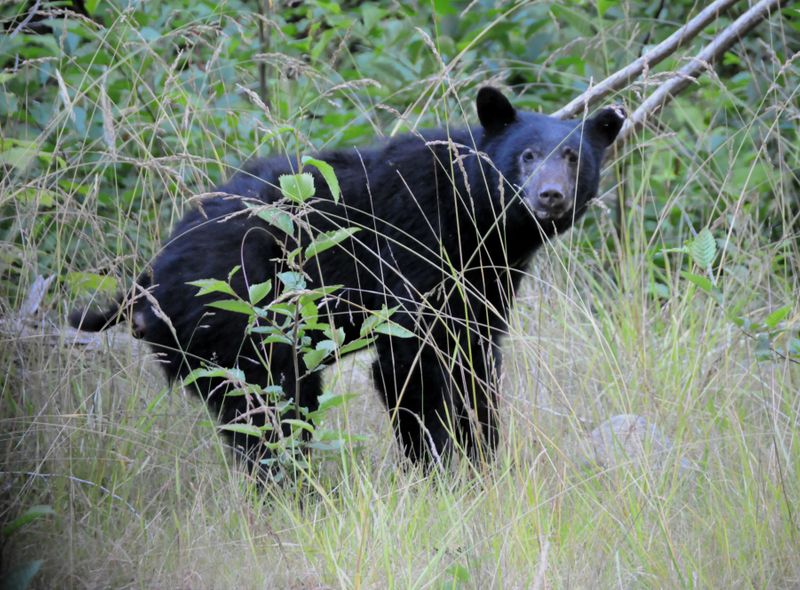 Canada wildlife beer dieren fauna