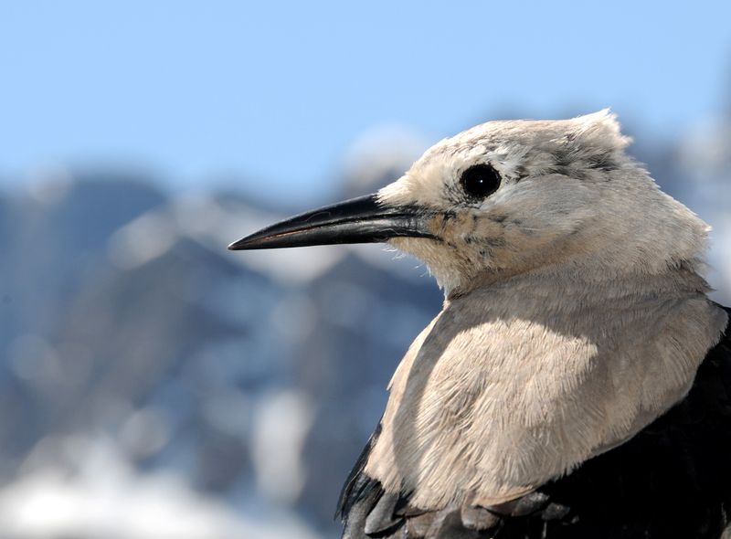 Canada wildlife grijze notenkraker Clark's nutcracker reizen