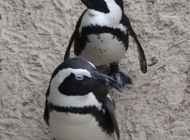 Zuidelijk Afrika wildlife dieren zwartvoetpinguïns brilpinguïns Boulders Beach Zuid-Afrika