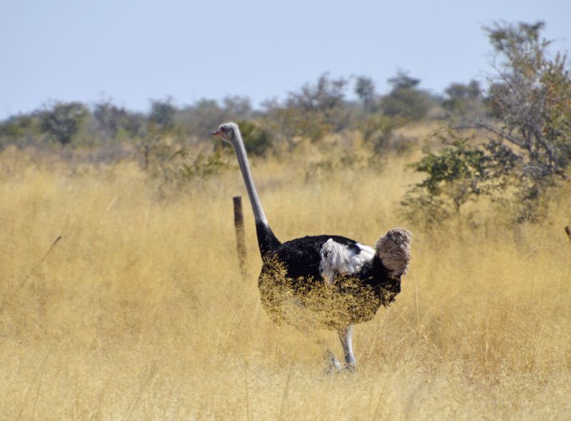 Zuidelijk Afrika wildlife dieren struisvogel Zuid-Afrika