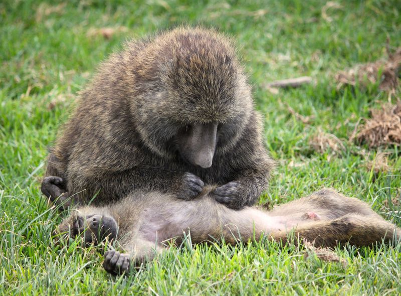 Afrikaanse wildlife apen Kenia Baviaan