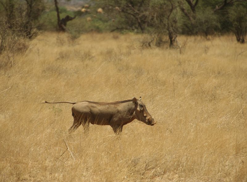 Afrika safari wildlife wild zwijn Kenia
