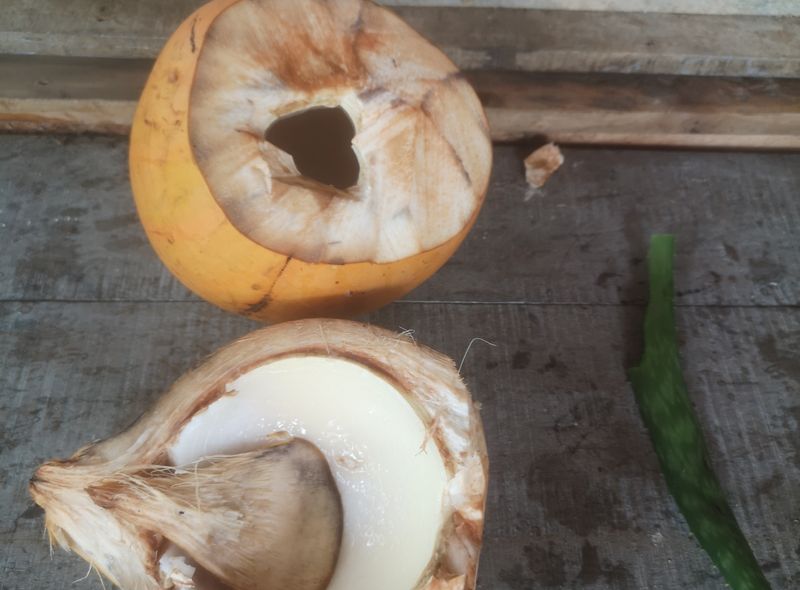 King coconut