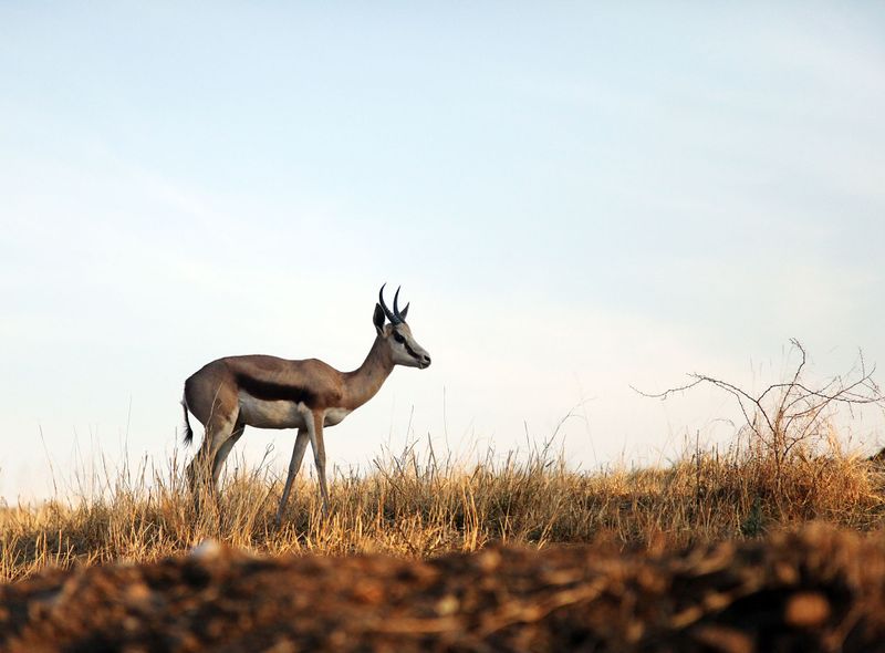 Zuidelijk Afrika wildlife dieren antilopen Zuid-Afrika